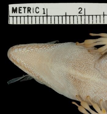 Media type: image;   Herpetology R-70666 Aspect: head ventral